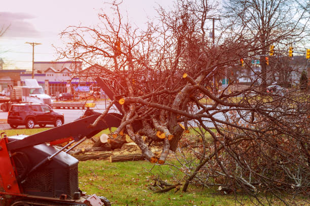 Logan, WV Tree Removal Services Company