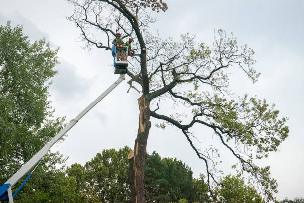 Best Tree Preservation Services  in Logan, WV